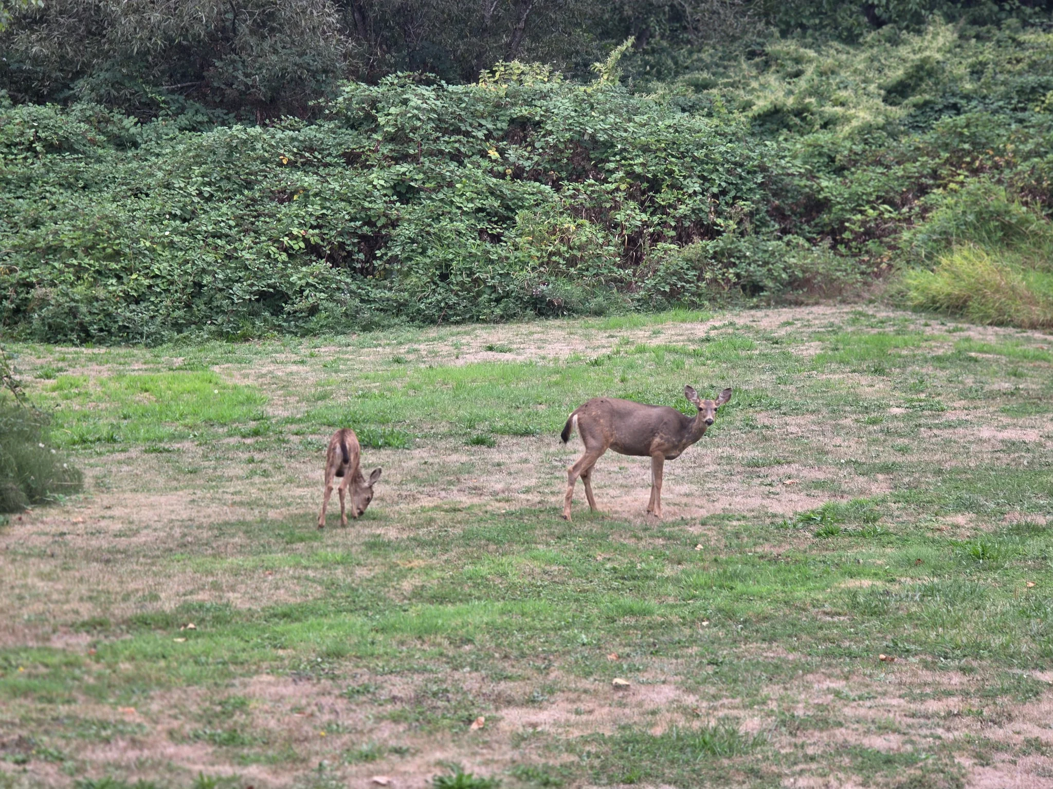 Two deer grazing in a large green yard in Surrey, British Columbia, photographed by Tanvir Bhupal